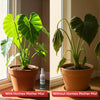 Hormex Mother Mist - Cal-Mag-Iron + B1 Misting Spray for All Plant Varieties - Boost Growth, Strengthen Plants & Improve Cloning Success