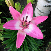 Lilium 3 Bulbs - LA Hybrid Lily Arbatax (Fragrant) By Easy To Grow Bulbs