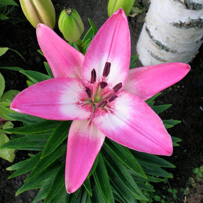 Lilium 3 Bulbs - LA Hybrid Lily Arbatax (Fragrant) By Easy To Grow Bulbs