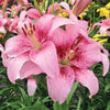 Lilium 3 Bulbs - Asiatic Tango Lily Pink Brush By Easy To Grow Bulbs