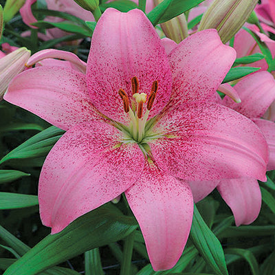 Lilium 3 Bulbs - Asiatic Tango Lily Pink Brush By Easy To Grow Bulbs