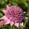 Astrantia - Roma - 1 Bareroot