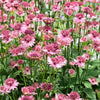 Astrantia - Roma - 1 Bareroot