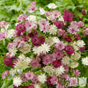Astrantia - Sparkling Stars Mix - 3 Bare Root Plants