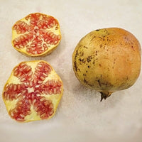 Punica granatum 'Azadi' Pomegranate Live Tree
