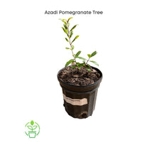Punica granatum 'Azadi' Pomegranate Live Tree