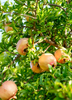 Punica granatum, Pomegranate 'Azadi' Fruit Shrub/Tree - Live Plant