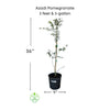 Punica granatum 'Azadi' Pomegranate Live Tree