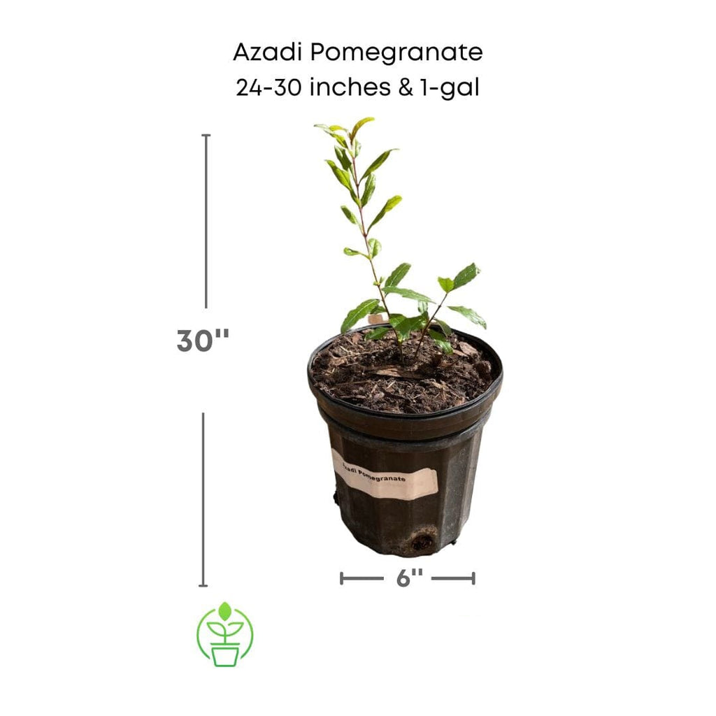 Punica granatum 'Azadi' Pomegranate Live Tree