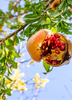 Punica granatum, Pomegranate 'Azadi' Fruit Shrub/Tree - Live Plant