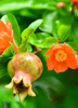 Punica granatum, Pomegranate 'Azadi' Fruit Shrub/Tree - Live Plant