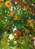 Punica granatum, Pomegranate 'Azadi' Fruit Shrub/Tree - Live Plant