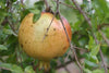 Punica granatum 'Azadi' Pomegranate Live Tree