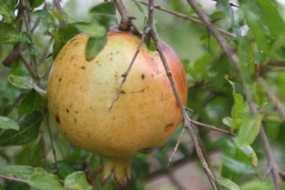 Punica granatum 'Azadi' Pomegranate Live Tree