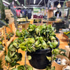 Live Hoya Rope Plant, Indoor/ Outdoor Houseplants