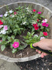 Garden Hand Fork Weeder Tool By Garden Guru