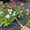 Stainless Steel Garden Cultivator Hoe (classic wood handle) By Garden Guru