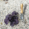 Stainless Steel 5-in-1 Weeder Trowel (classic wood handle) By Garden Guru