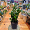 Zamioculas Zamiifolia 'ZZ', Indoor / Outdoor Houseplants