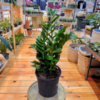Zamioculas Zamiifolia 'ZZ', Indoor / Outdoor Houseplants
