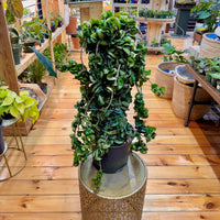 Live Hoya Rope Plant, Indoor/ Outdoor Houseplants