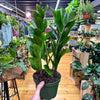 Zamioculas Zamiifolia 'ZZ', Indoor / Outdoor Houseplants