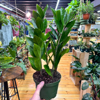 Zamioculas Zamiifolia 'ZZ', Indoor / Outdoor Houseplants