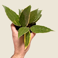 Hoya Macrophylla, Indoor / Outdoor Houseplants