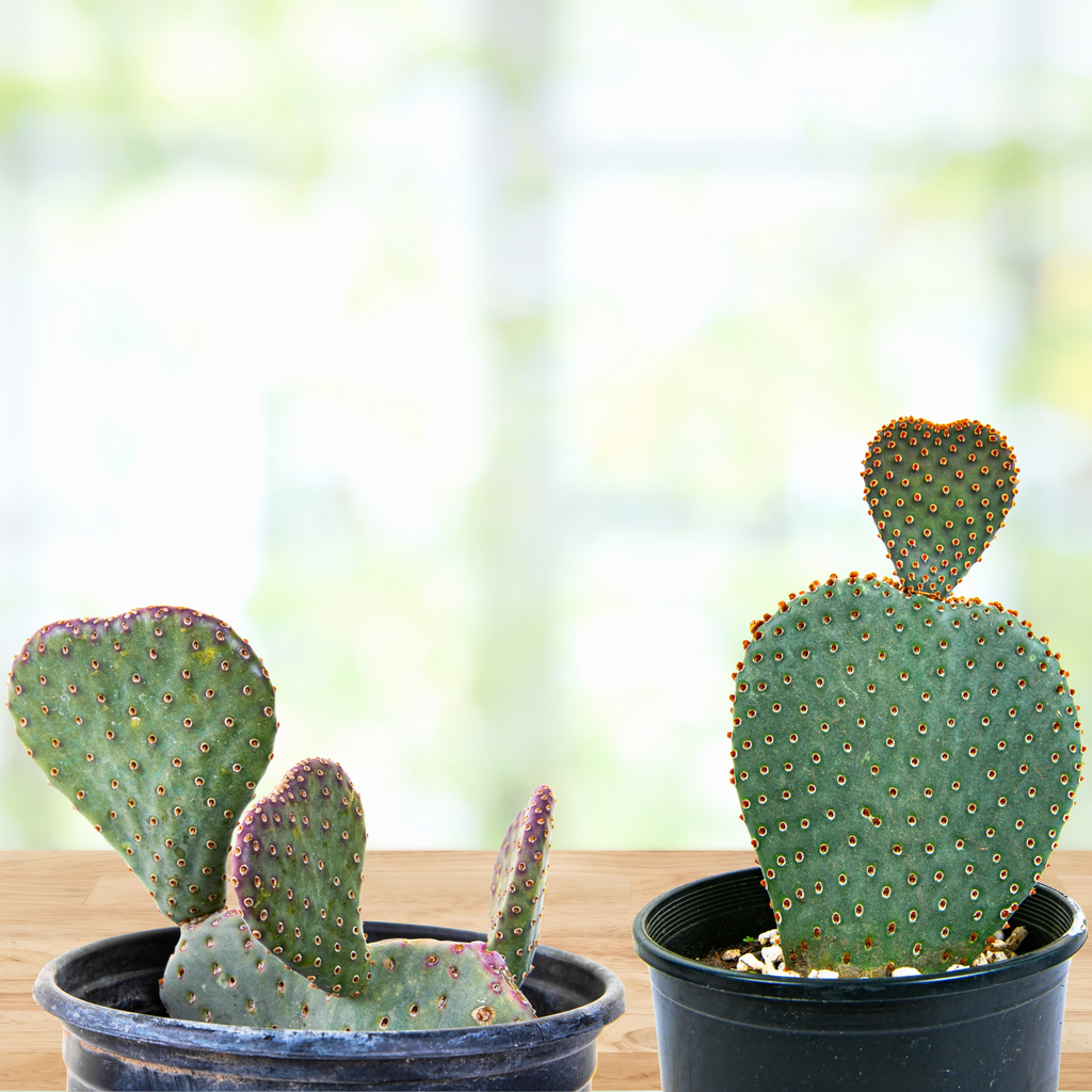 beavertail prickly pear cactus Opuntia Basilaris, Beavertail Prickly Pear Cactus Plant With Pink Flow