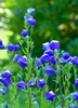 Platycodon grandiflorus, Herbal Garden Balloon Flower - Live Plant