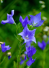 Platycodon grandiflorus, Herbal Garden Balloon Flower - Live Plant