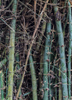 Bambusa oldhamii 'Oldhamii' - Cold Hardy Edible Clumping Bamboo  - Live Plant