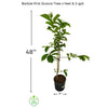 Psidium guajava 'Barbie Pink' Guava Fruit Tree, Live Plant