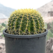 Echinocactus grussoni Golden Barrel Cactus Plant
