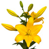 Lilium 3 Bulbs - LA Hybrid Lily Beau Soleil By Easy To Grow Bulbs