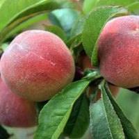 Tropic Beauty Dwarf Peach Live Tree, Grafted for Warm Climates