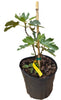 Ficus carica "Beer's Black" Dwarf Fig, Live Tree