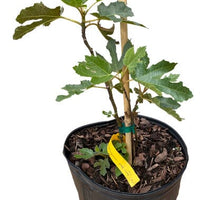 Ficus carica "Beer's Black" Dwarf Fig, Live Tree