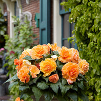 Begonia 3 Tubers - Picotee Lace Apricot By Easy To Grow Bulbs