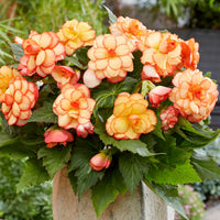 Begonia Bulbs - Picotee Sunburst By Easy To Grow Bulbs