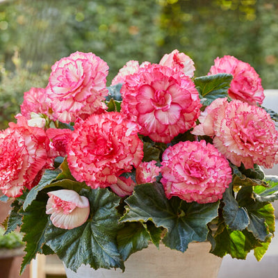 Begonia Tubers - Picotee White Pink By Easy To Grow Bulbs