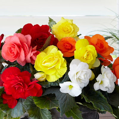Begonia Bulbs - Roseform Mix By Easy To Grow Bulbs