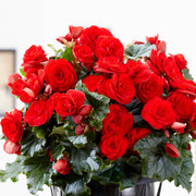 Begonia 3 Tubers - Giant Ruffled Red By Easy To Grow Bulbs