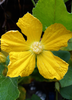 Benincasa Hispida, Winter Melon Vine - Live Plant
