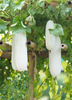 Benincasa Hispida, Winter Melon Vine - Live Plant