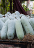 Benincasa Hispida, Winter Melon Vine - Live Plant