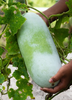 Benincasa Hispida, Winter Melon Vine - Live Plant