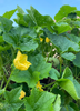 Benincasa Hispida, Winter Melon Vine - Live Plant
