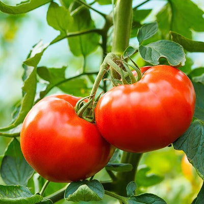Big Delicious Tomato AKA Red Delicious Tomato Seeds, Beefsteak Garden Vegetables