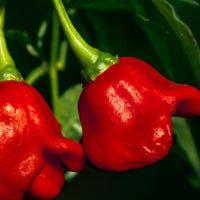 Bishops Crown Pepper Seeds, Snacking Chili Garden Vegetables